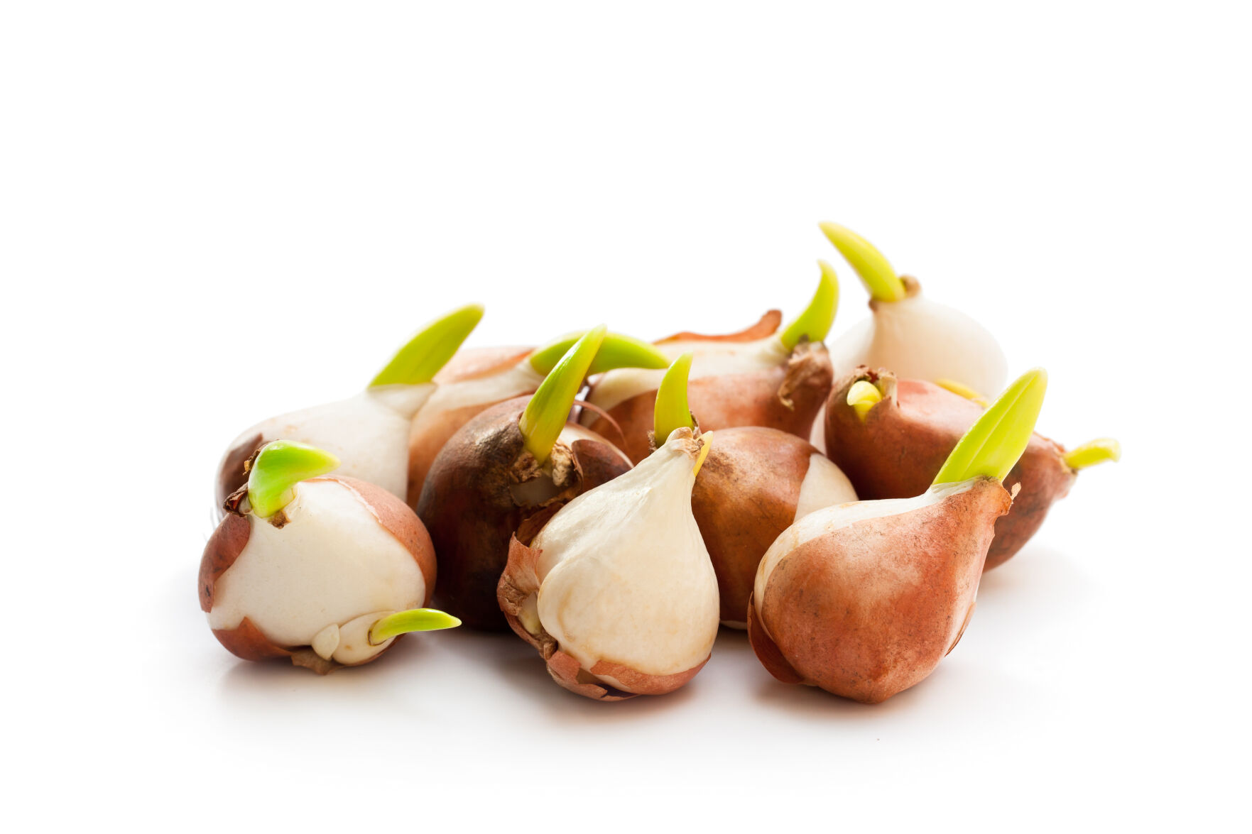 Tulip bulbs isolated on white